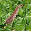 Yellow Bittern